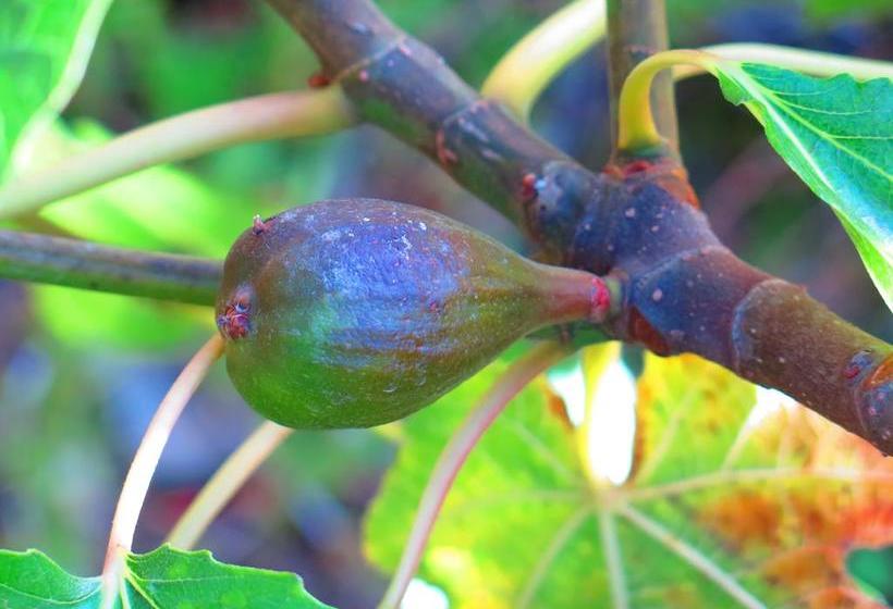 Hotel Molino Machu Picchu Peru | Ollantaytambo | Urubamba | Perú 9