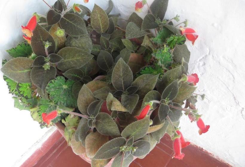 Hotel Los Aceitunos | Villa de Leyva | Boyaca | Colombia 18