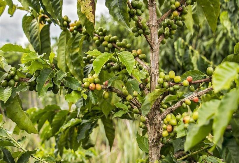 Hotel Arrayanes Del Quindío | Montenegro | Quindío | Colombia 15