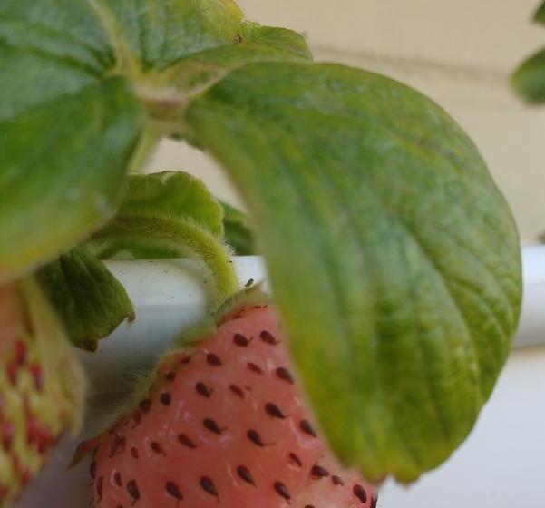 Bed and Breakfast Bed&Breakfast Casa Roble Añejo | Santa Cruz | O'Higgins | Chile 13