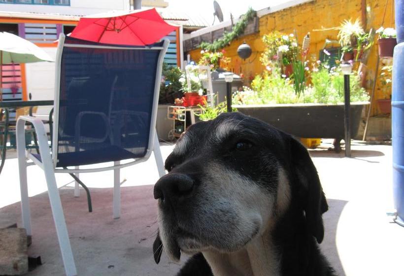 Street Garden Hostel | Viña del Mar | Valparaiso | Chile 4