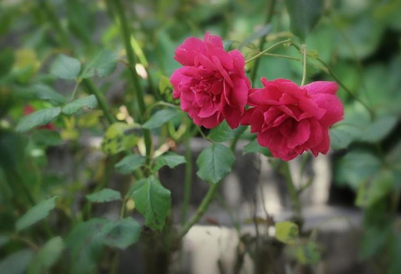 Albergue Hostal 5 Adobes | Puerto Varas | Los Lagos | Chile 1