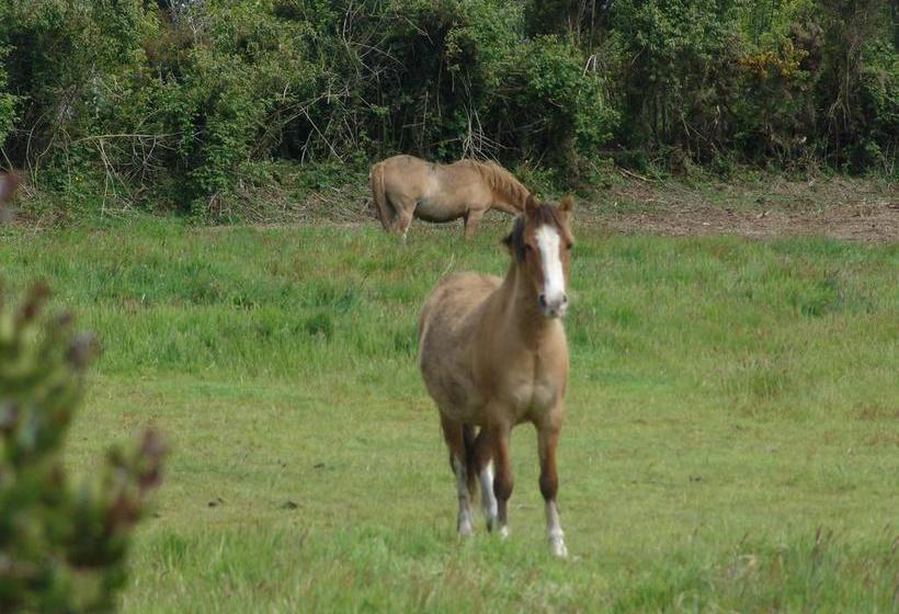 Hotel Boutique El Quinto | Castro | Los Lagos | Chile 17