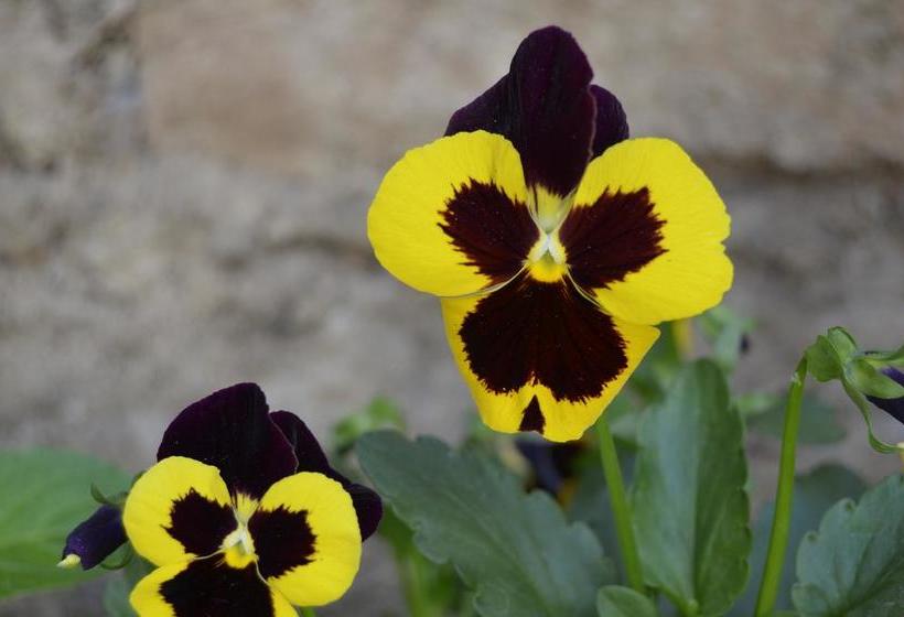 Bed and Breakfast Hostal Casa Amarilla | Talca | Maule | Chile 12