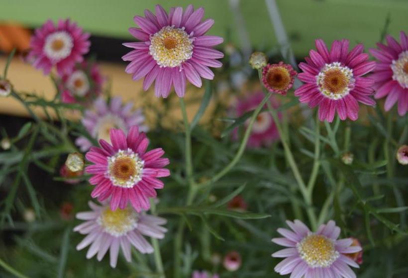 Bed and Breakfast Hostal Casa Amarilla | Talca | Maule | Chile 13