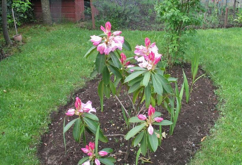 Hotel Cabañas El Lucero | Pucon | Araucanía | Chile 8