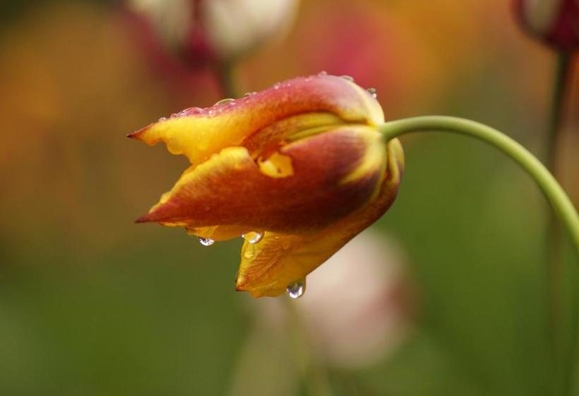 Hotel Cabañas Almahue | Pucon | Araucanía | Chile 19