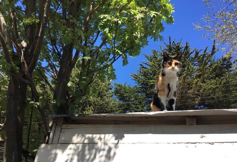 Albergue Hostal Gran Avenida | Punta Arenas | Magallanes y Antartica | Chile 8