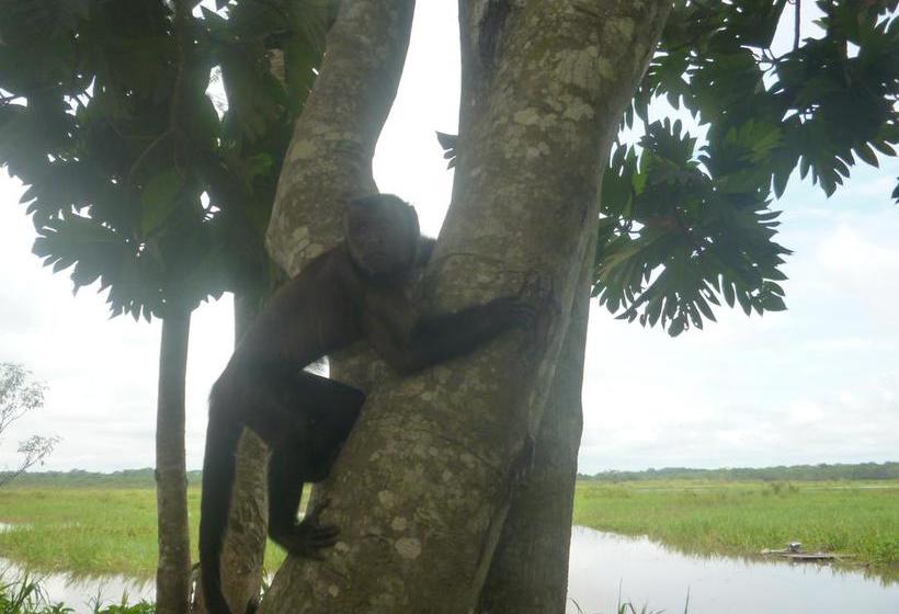 Albergue Macaw Jungle Expeditions | Iquitos | Maynas | Perú 18