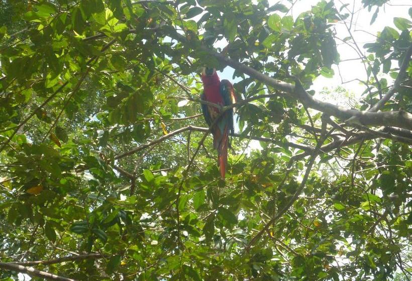 Albergue Macaw Jungle Expeditions | Iquitos | Maynas | Perú 19