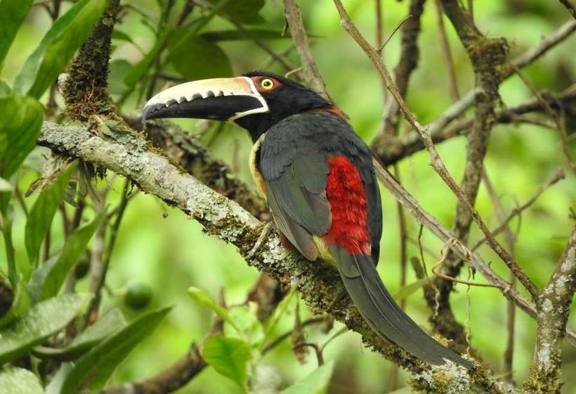Albergue Rio Elemento | Minca | Magdalena | Colombia 10