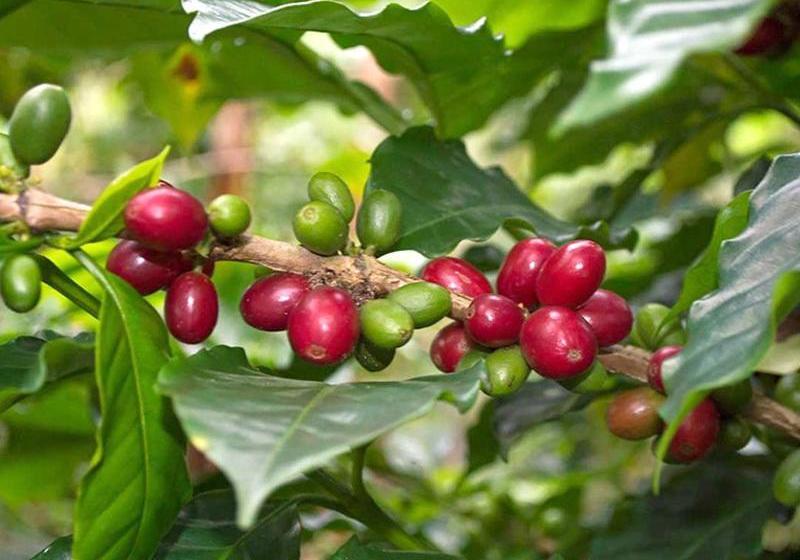 Albergue Rio Elemento | Minca | Magdalena | Colombia 14
