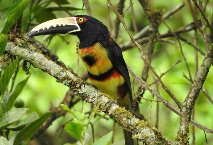 Albergue Rio Elemento | Minca | Magdalena | Colombia 5