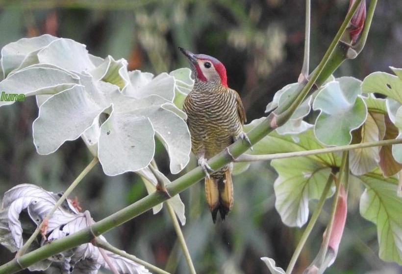 Albergue Rio Elemento | Minca | Magdalena | Colombia 8