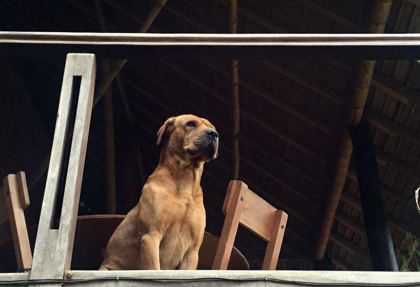 Bed and Breakfast Casa De Campo | Rurrenabaque | Bolivia | América del Sur 19