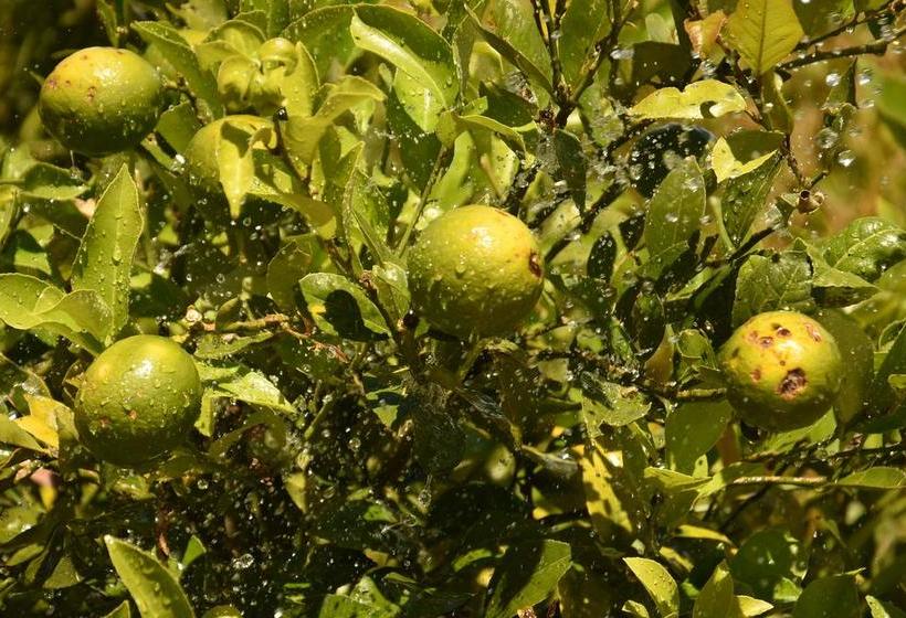 Bed and Breakfast Los Valles Ecuador | Quito | Pichincha | Ecuador 8