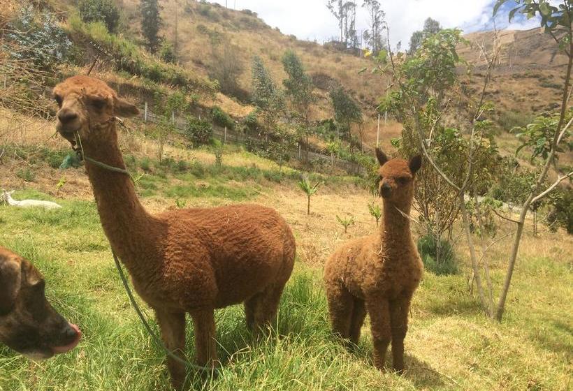 Killa Wasi Hostel | Alausí | Chimborazo | Ecuador 16