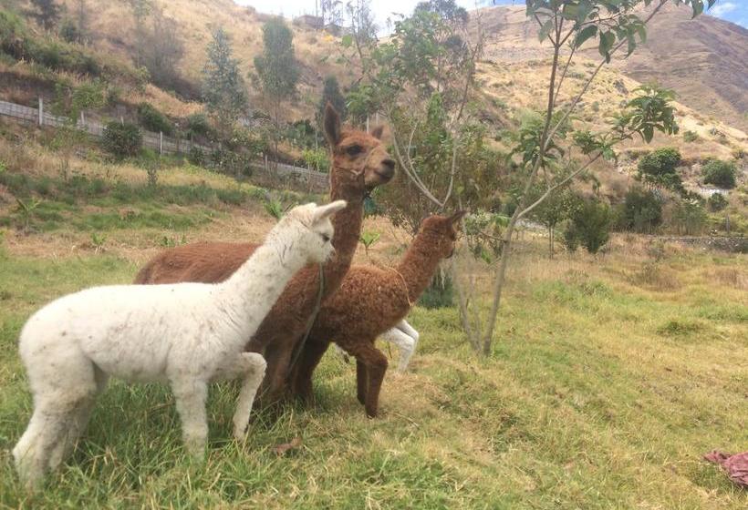 Killa Wasi Hostel | Alausí | Chimborazo | Ecuador 17