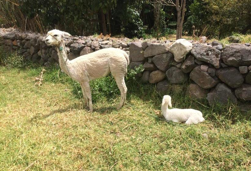 Killa Wasi Hostel | Alausí | Chimborazo | Ecuador 19