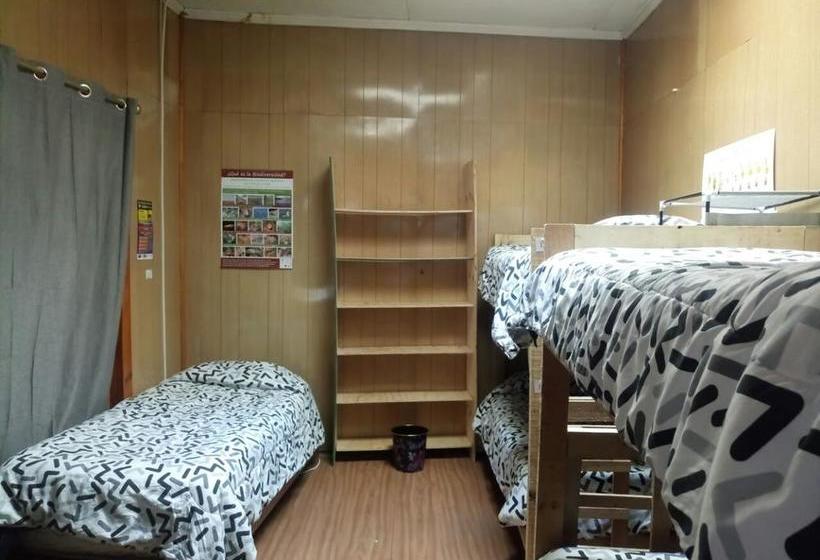 Bed and Breakfast Hostal La Morenita | Punta Arenas | Magallanes y Antartica | Chile 1