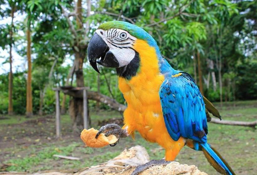 Albergue Traveliquitos Iquitos Maynas