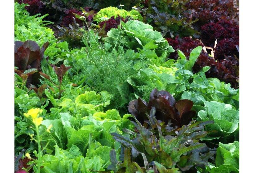 Hotel Willka T Ika | Urubamba | Urubamba | Perú 19