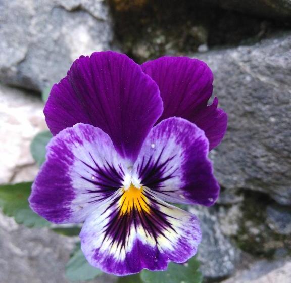 Hotel La Posada De Quevedo | Santa Helena | Antioquia | Colombia 18