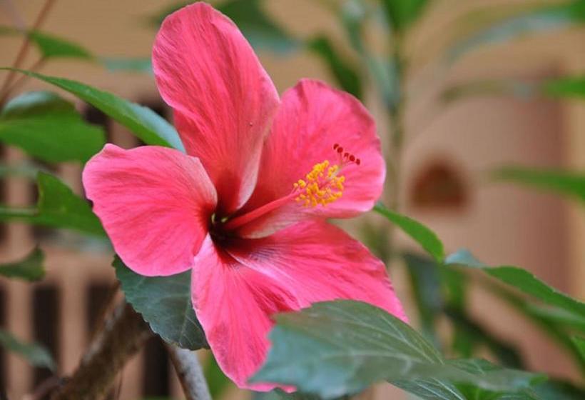 Hotel Montecarlo | Santiago de Tolu | Sucre | Colombia 12