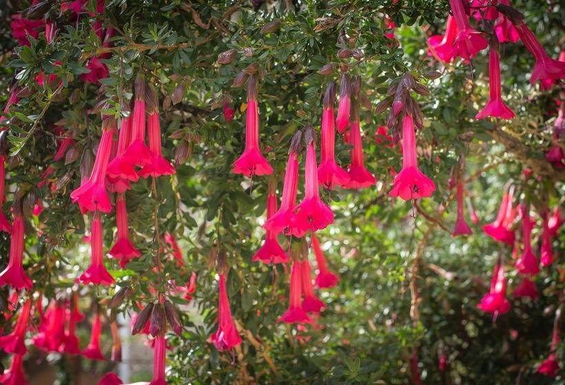 Hotel Kantuta Lodge | Ocosuyo | Puno | Perú 10