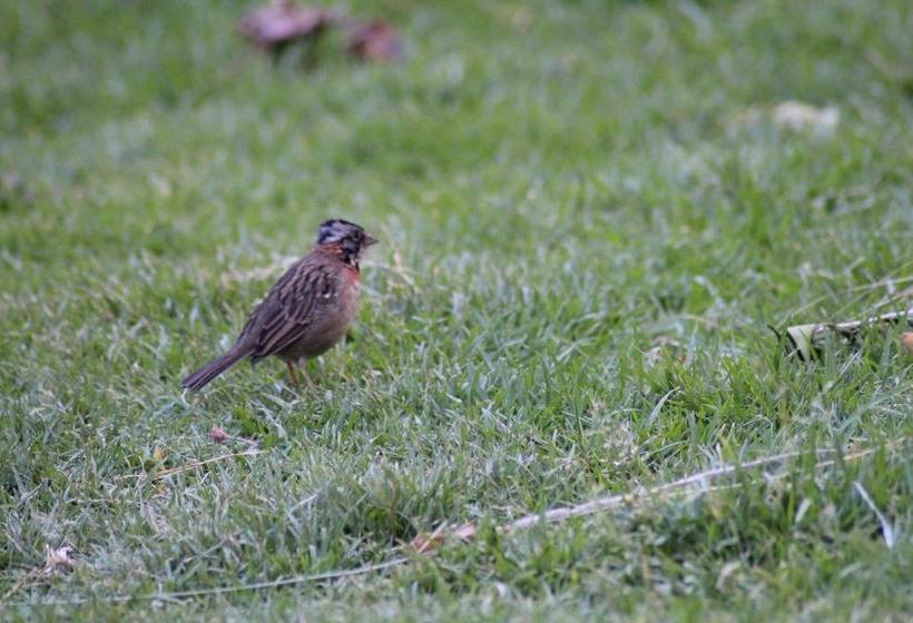 Albergue Las Portadas | Ollantaytambo | Urubamba | Perú 10