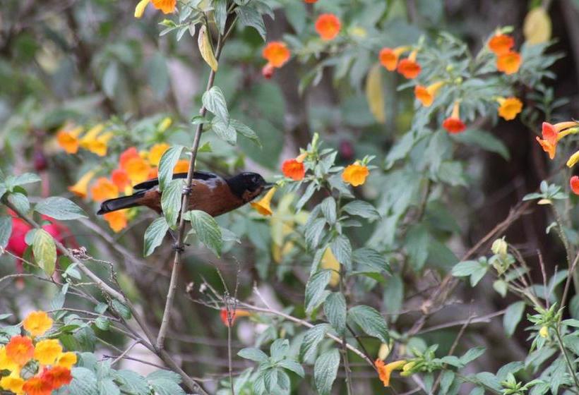 Albergue Las Portadas | Ollantaytambo | Urubamba | Perú 3