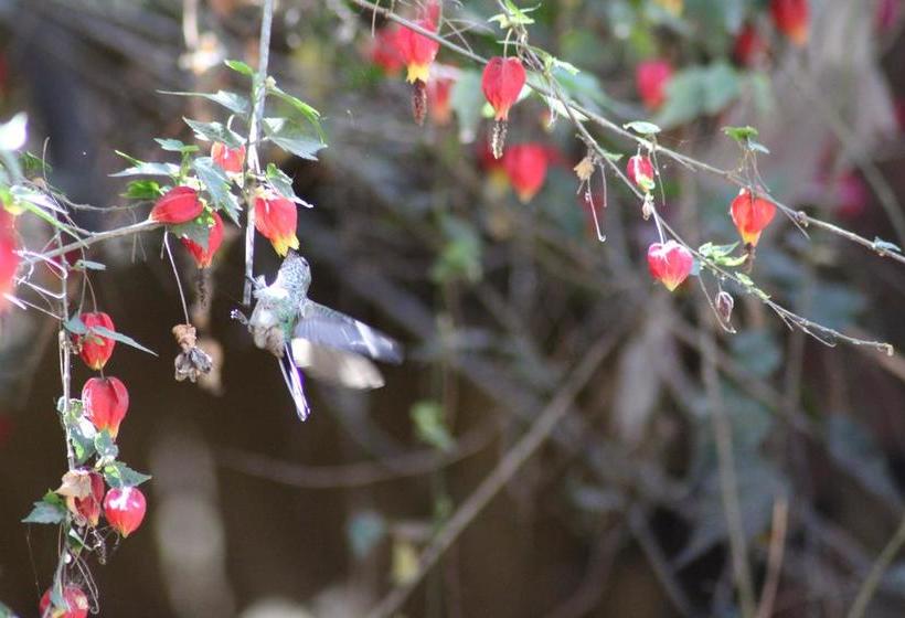 Albergue Las Portadas | Ollantaytambo | Urubamba | Perú 9