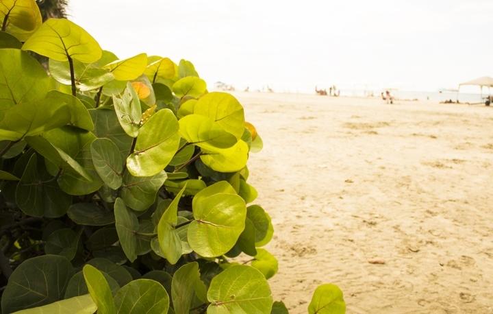 Hotel El Bucanero | Canoas de Punta Sal | Contralmirante Villar | Perú 12