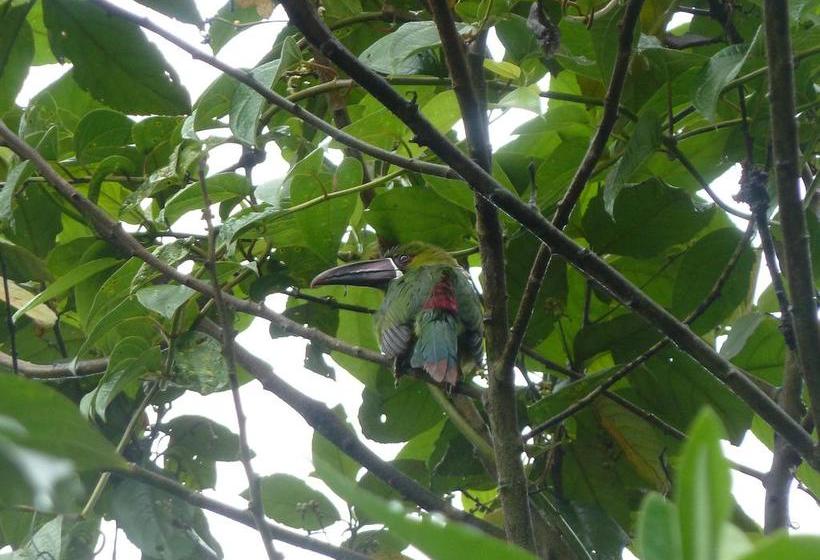 Albergue Cloudforest Adventure | Cotacachi - Imbabura | Imbabura | Ecuador 8