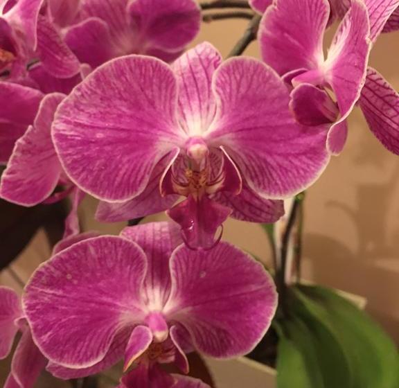 Hotel Jarfi | San Miguel de Salcedo | Cotopaxi | Ecuador 15