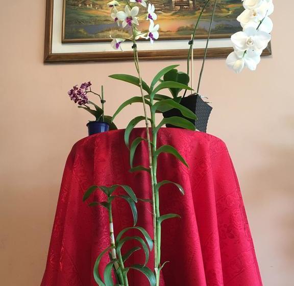 Hotel Jarfi | San Miguel de Salcedo | Cotopaxi | Ecuador 6