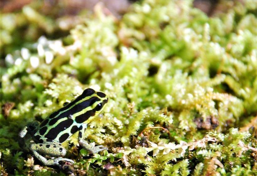 Arahuana Jungle Resort & Spa | Tena | Napo | Ecuador 14