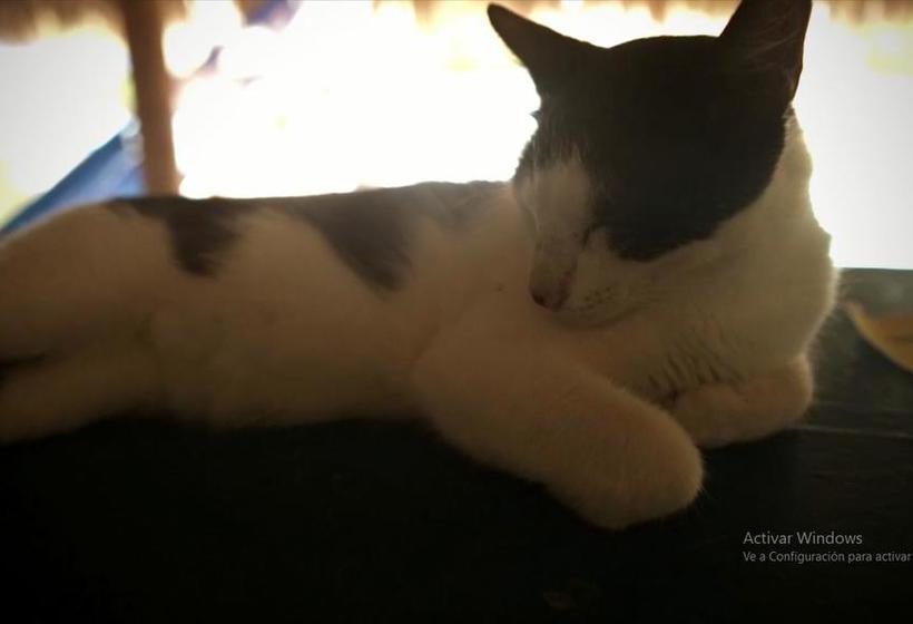 El Zoo Hostel & Pool | Palomino | La Guajira | Colombia 16