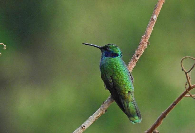 Hotel Paraíso Verde Manizales | Manizales | Caldas | Colombia 10