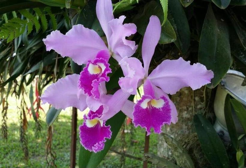 Hotel Paraíso Verde Manizales | Manizales | Caldas | Colombia 17