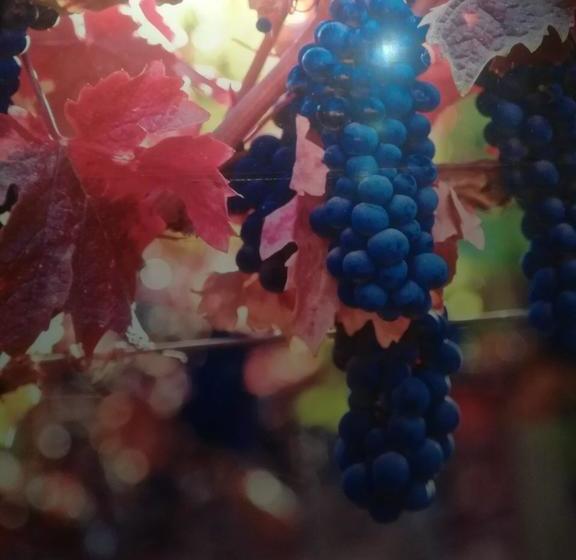 Bed and Breakfast Hostal Cepas Coloniales O'Higgins