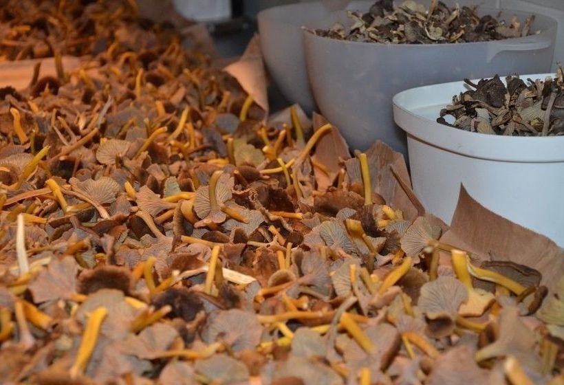 Enehall Pension Hotel | Bastad | Skane | Sweden 8