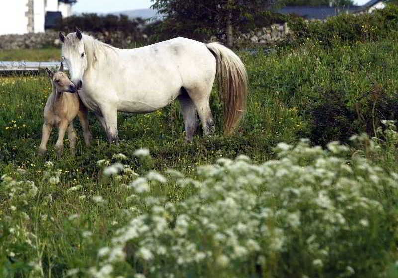Hotel Carna Bay | Connemara | Galway | Ireland 7