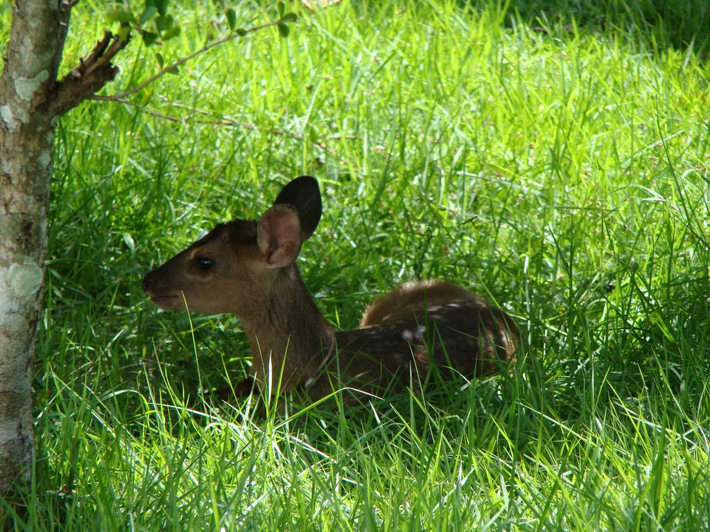 Hotel Recanto Do Dourado  | Caceres | Mato Grosso | Brasil 2