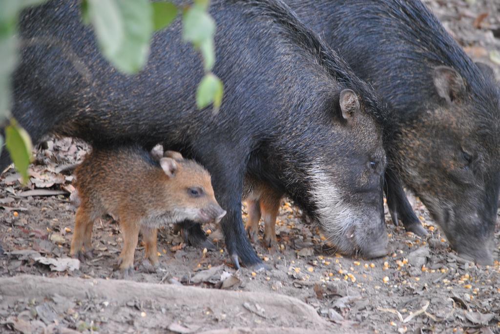 Hotel Recanto Do Dourado  | Caceres | Mato Grosso | Brasil 8