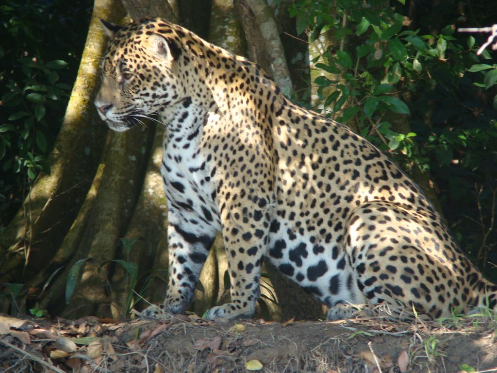 Hotel Recanto Do Dourado  | Caceres | Mato Grosso | Brasil 9