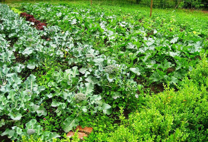 Hotel Virginia Park Lodge | Virginia | Cavan | Ireland