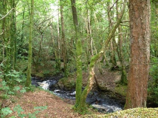 Rosslake House Hotel | Oughterard | Galway | Ireland 9