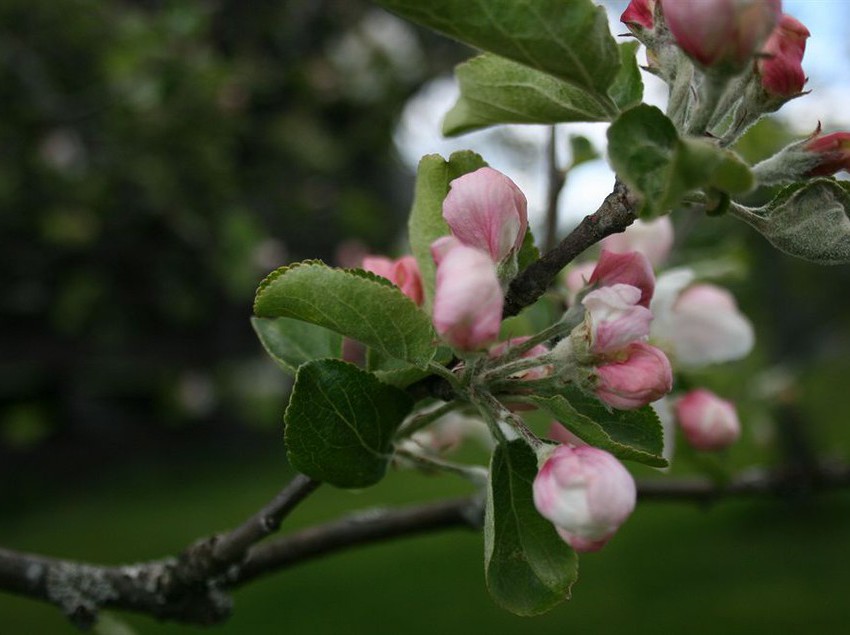 Hotel Lampeland | Lampeland | Buskerud | Norway 5