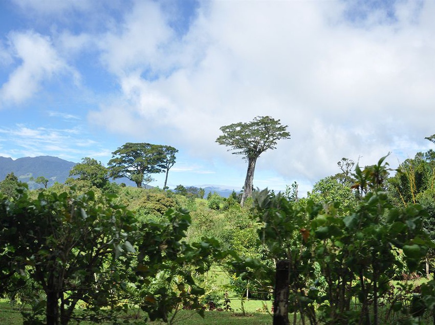 Hotel Fundadores | Boquete | Chiriquí | Panamá 13
